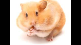 What is "Wet-Tail"?