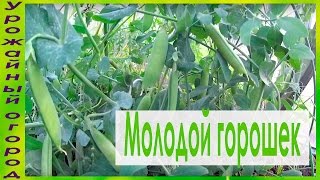УРОЖАЙ ЗЕЛЕНОГО ГОРОШКА ПОСАЖЕННОГО РАССАДОЙ ВЫРАЩЕННОЙ БЕЗ ЗЕМЛИ!