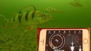 Обзор и реальный тест эхолота диппер Deeper Sonar Pro Plus на рыбалке Подводные съемки