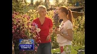 Клематисы - "уДачные советы" 2014