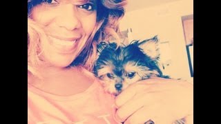 *INTRO* Sir Nucky Thompson The Chorkie Pup!
