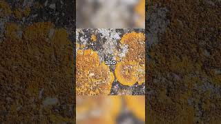 Potential Lichen Found On Mars!