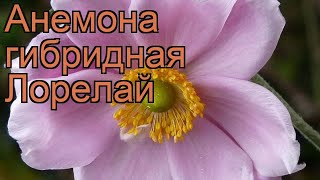 Анемона гибридная Лорелай (anemone lorelei) ? Лорелай обзор: как сажать, саженцы анемоны Лорелай