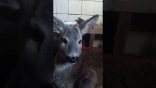 Добродушные крупчане спасли тонущую косулю