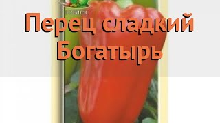 Перец сладкий Богатырь (bogatyr bogatyr) ? перец Богатырь обзор: как сажать семена перца Богатырь