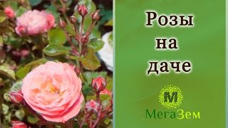 Идеальный подмосковный дачный участок: выращиваем розы на даче.