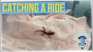 Stowaway Gecko Takes 4,000-Mile Trip in Traveler's Bra