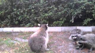 Silly racoon talking to other racoons