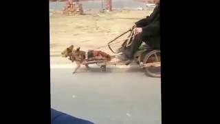 китай удивляет
