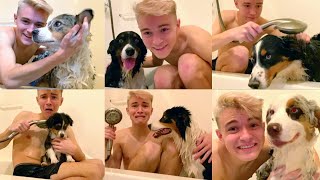 GIVING ALL OF MY DOGS A BATH