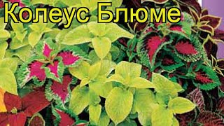 Колеус Блюме (Колеус). Краткий обзор: Колеус Блюме описание характеристик, где купить, семена