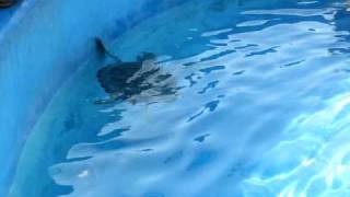 Tartarughe acquario messico