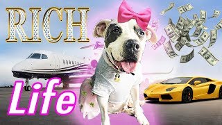 Rescued Dog Lives Like A BILLIONAIRE For 24 Hours
