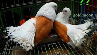 Best and Most Beautiful Fancy Pigeons Pairs | Fancy Pigeon Loft | Fantail Pigeons