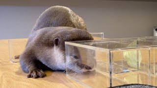 カワウソの好物完全決定戦！魚、肉、レタス、ジャーキーを一度に並べた！ Otter's favorite food, fish meat lettuce jerky, all on the table.