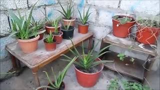 Aloe Vera - Propiedades, cuidados y reproducción