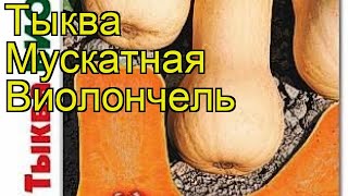Тыква мускатная Виолончель. Краткий обзор, описание характеристик cucurbita pepo Violonchel