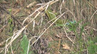 Forest walk in Hungary - Прогулка в лесу в Венгрии