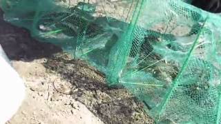Ловля раков на баянную раколовку / Catching crabs