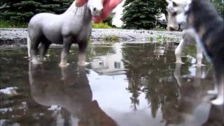 Schleich wolf movie Part 3 ( Nightmares and Night mustangs )
