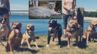 Cat Shockingly Attacks 7 Pit Bulls But The Dogs Don't Fight