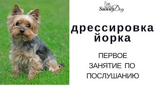 Дрессировка йорка.   Первое занятие по послушанию.