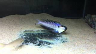 Enantiopus melanogenys Namansi breeding group part 1 - PISCES