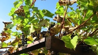 Vom Schriftverständnis der Bibel