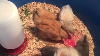 First time in the coop