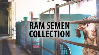 How to collect ram semen