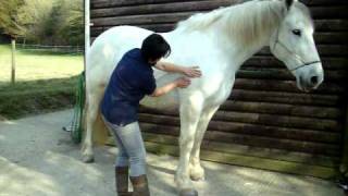 Equine Massage Therapy