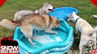 Dog Pool Party on Game Night