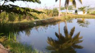 How to start tilapia fish farming -Tamilnadu (Gift Tilapia)
