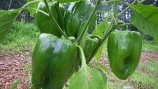 Peppers: 4 weeks after fertilizing