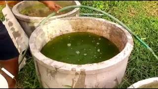 ทำน้ำเขียวสำหรับเพาะเลี้ยงไรแดงกับ Banpla bettafarm