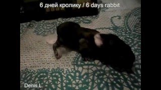 Развитие кролика по дням. 6 дней кролику Ютубик/6 days rabbit Youtubik