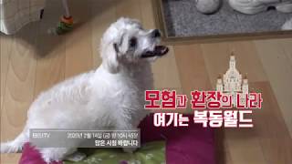 세상에 나쁜 개는 없다 -모험과 환장의 나라, 여기는 복동월드 #예고