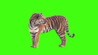 Green background video for kanemaster