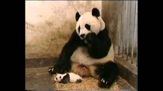 Fus Ro Dah Panda