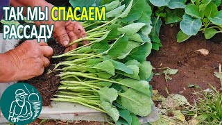 Выращивание рассады ???? Спасение от перерастания рассады без химии по технологии Гордеевых