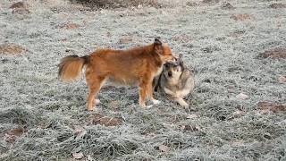 Зверьё моё) Едем за сеном к фермеру.