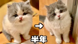 子猫出産から６ヶ月。子猫たちの成長の変化がすごい！！