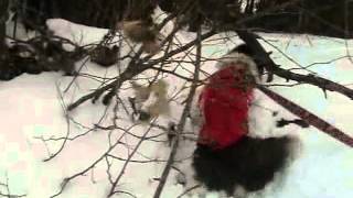1 6 13  Mugs Walking Trail Vid I