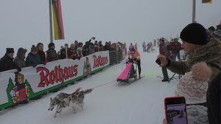 Internationales Schlittenhunderennen Todtmoos 2019 - Impressionen vom 26.01.2019