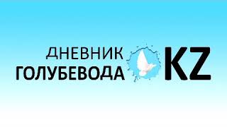 ?️Голуби Казахстана (Uzbekistan tauben)?️