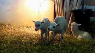 Karitsoja ja Lampaita Haltialan Tilalla Keväällä 2012 1080p