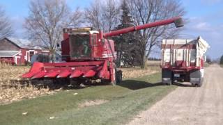 International 1480 Corn Dump in Milan, Michigan Harvest 2016