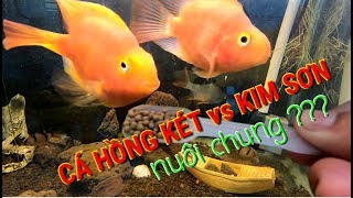 Thử nuôi cá hồng két chung cá kim sơn | Trường Phạm