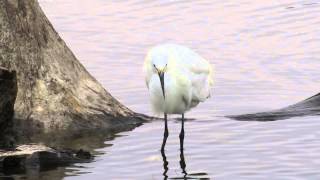 GARZA CHICA (Egretta thula)