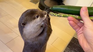 「猫にきゅうりドッキリ」をカワウソにやっても効かないので色々他に試してみた I set up a vegetable surprise for the otter.